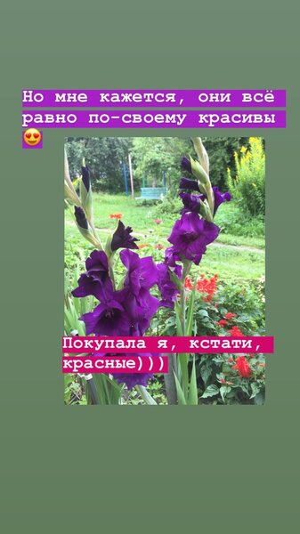 Почему у гладиолуса кривой цветонос... Моя неудача и ошибка-находка Почему у гладиолуса кривой цветонос... Моя неудача и ошибка-находка