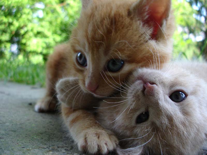 Учимся обниматься у кошек