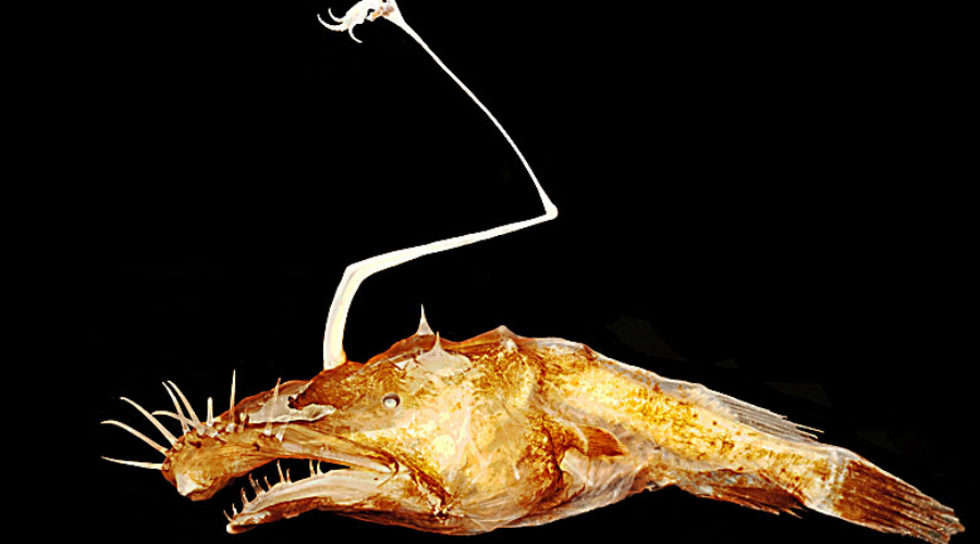 Страшный рыбак Глубоководный удильщик сам по себе удивляет ученых, а уж разновидность Lasiognathus dinema так и вовсе стала феноменом. Хищник водится только в Мексиканском заливе на глубине в полтора километров, открыли его только в прошлом году.