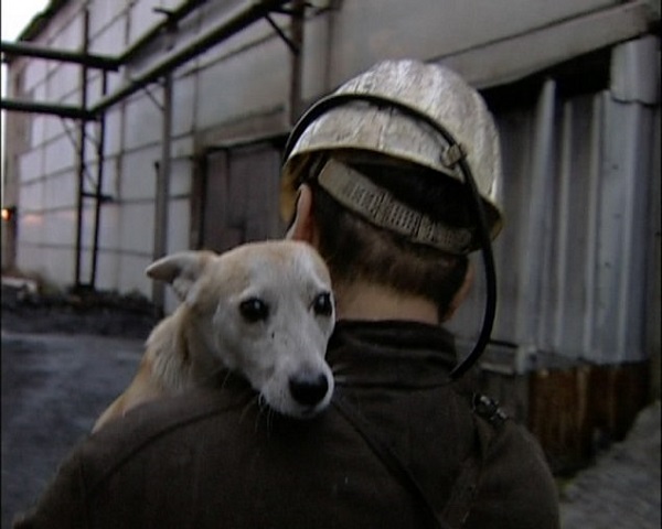 15 лет эта собака отработала с шахтерами под землей. История любимой всеми Ляльки