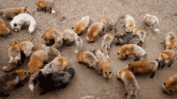 Деревня лис в Японии