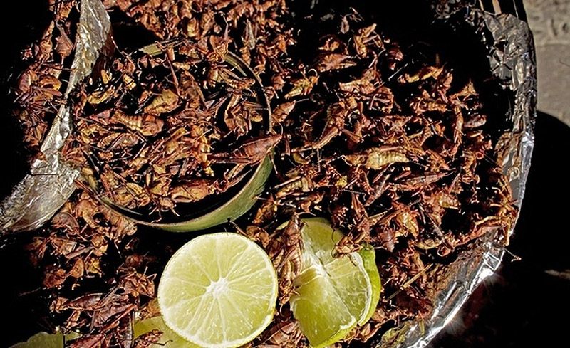edible14 Фотогид по съедобным насекомым