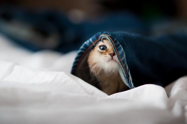 Если у вас дома завелся маленький шалун, срочно хватайте фотоаппарат... Если у вас дома завелся маленький шалун, срочно хватайте фотоаппарат...