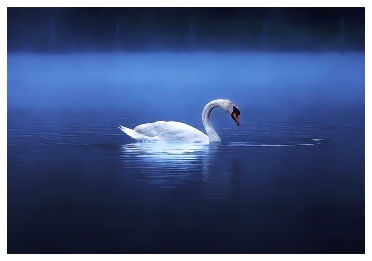 Великолепные моменты из мира животных (60 фото) Великолепные моменты из мира животных (60 фото)