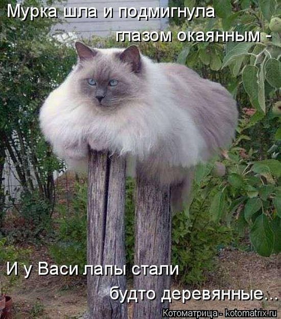 Забавные животные (50 фото) Забавные животные (50 фото)
