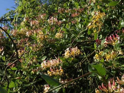Жимолость каприфоль (Perfoliate Honeysuckle)