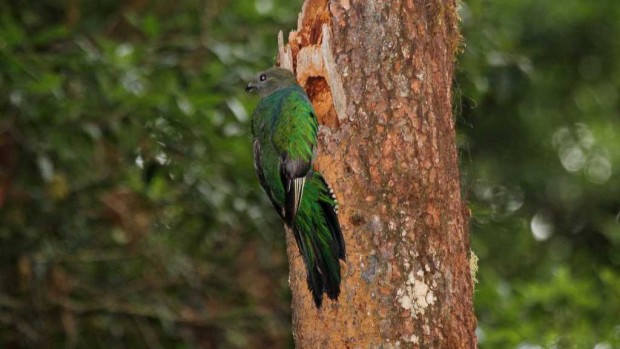    (. Pharomachrus mocinno) (. Resplendent Quetzal)