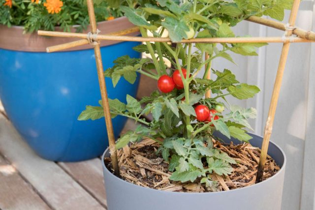 Теоретически вы можете выращивать в контейнерах любые сорта помидоров, но лучше найдите специализированные для контейнерного выращивания