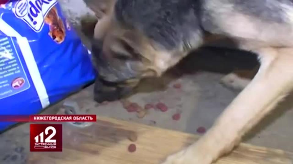 В Нижегородской области нашли концлагерь для собак