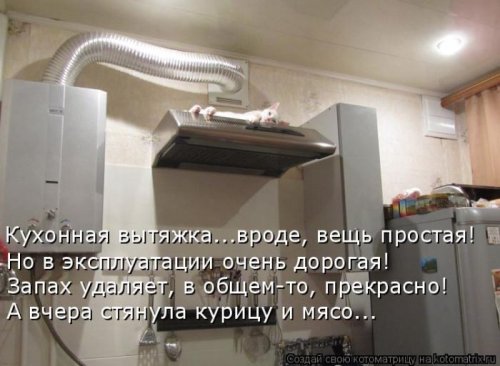 Лучшие котоматрицы недели, 25 фото