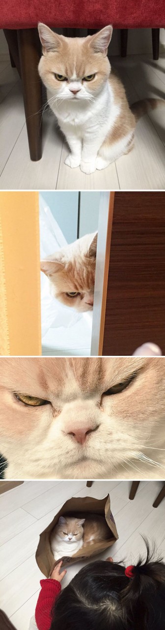 Japanese Grumpy Cat