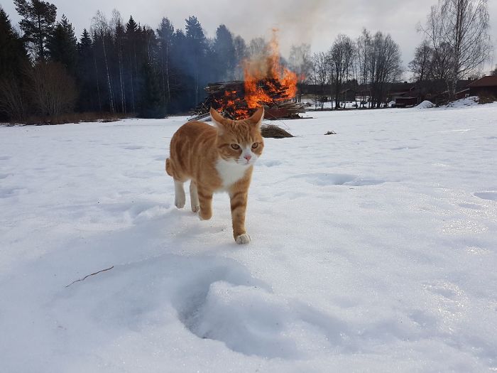 My Sister Took A Pic Of Her Gangster Cat Walking Away After Causing Havoc