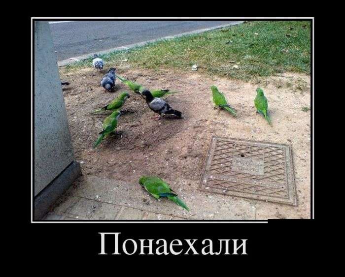 Веселые и смешные демотиваторы для хорошего настроения (10 фото) Веселые и смешные демотиваторы для хорошего настроения (10 фото)