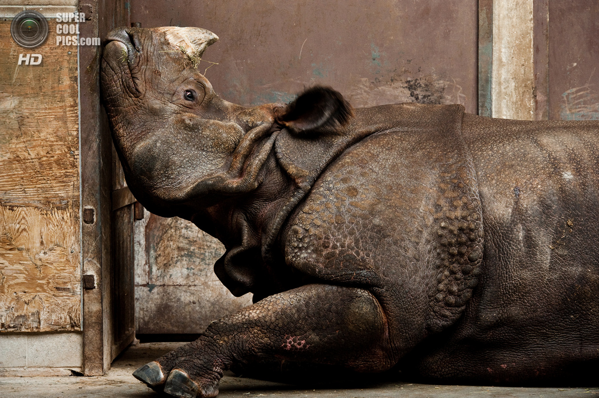 Лучшие снимки фотоконкурса National Geographic 2013