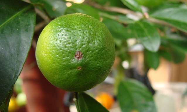 fructi-apelisini-5.jpg
