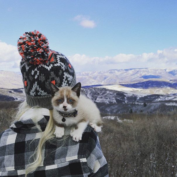 В поход с кошками