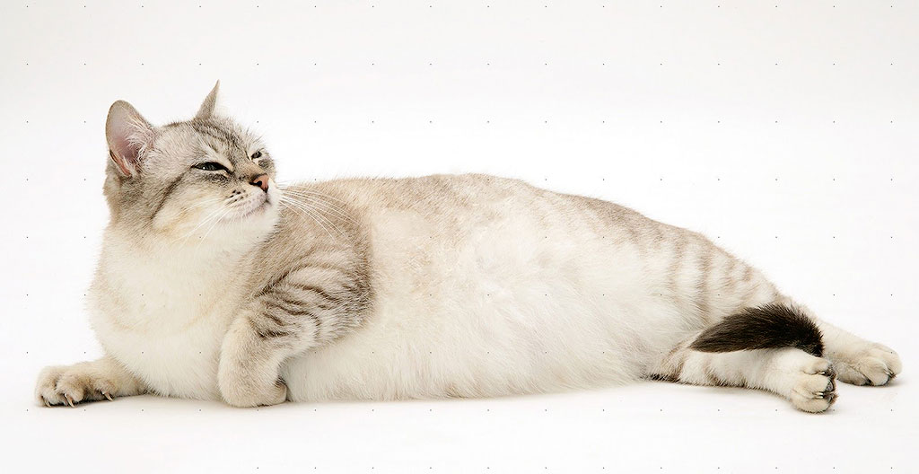 Почему кошка лучше жены Почему кошка лучше жены