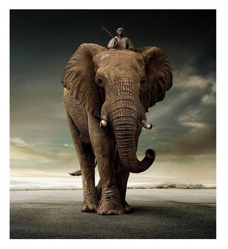 Великолепные моменты из мира животных (60 фото) Великолепные моменты из мира животных (60 фото)