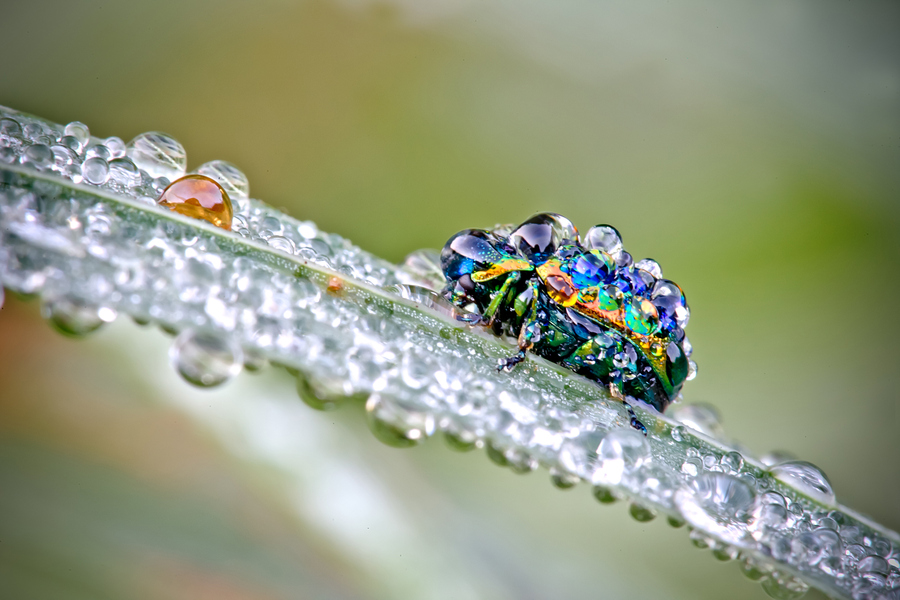 NewPix.ru - Насекомые в каплях росы от Давида Шамбона (David Chambon)
