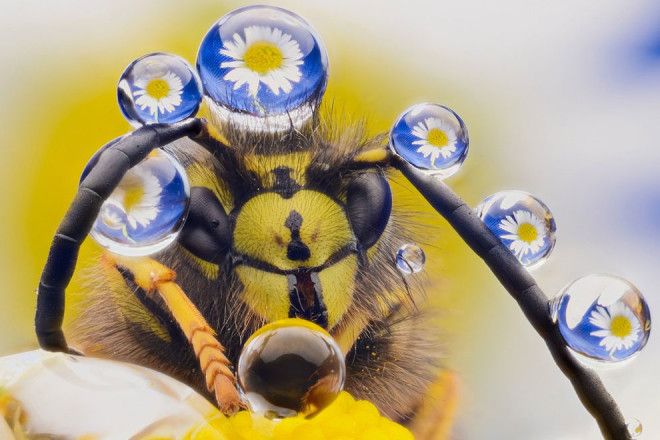 20 ФИНАЛИСТОВ КОНКУРСА САМЫХ СМЕШНЫХ ФОТОГРАФИЙ ДИКОЙ ПРИРОДЫ 20 ФИНАЛИСТОВ КОНКУРСА САМЫХ СМЕШНЫХ ФОТОГРАФИЙ ДИКОЙ ПРИРОДЫ