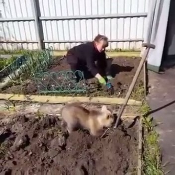 Медвежонок помогает сажать картошку Медвежонок помогает сажать картошку