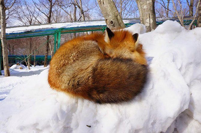 Деревня лис в Японии