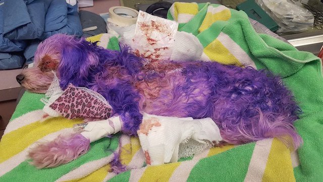 Мужчина решил покрасив собаку в фиолетовый цвет человеческой краской…