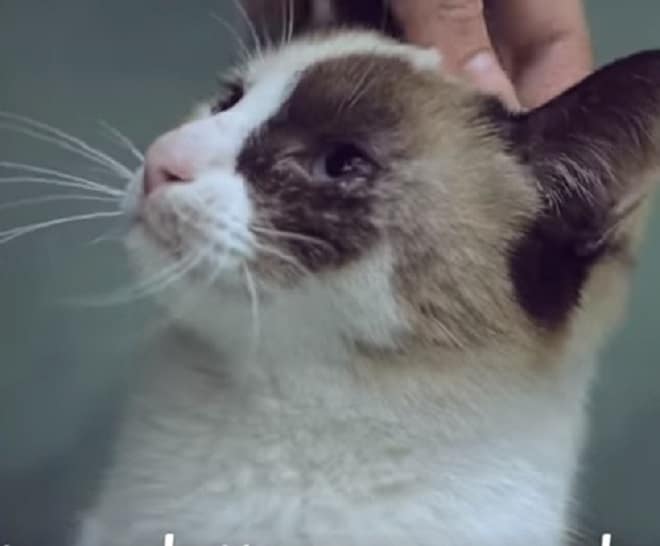 Грустная кошка Кошка и рука