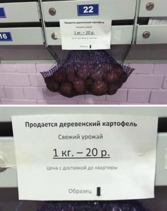 Пробник картошки. Пробник картошки.
