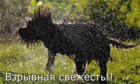 Смешные картинки о животных с подписями.