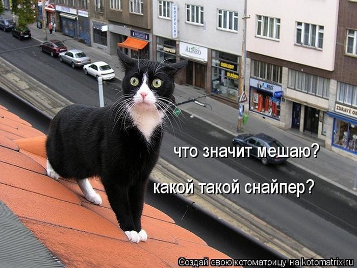 Котоматрица: зачем в котоматрицу!.