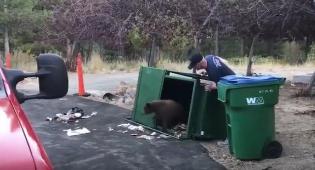 помощь медвежатам спасение медвежат