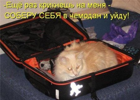 Смешные картинки о животных с подписями.