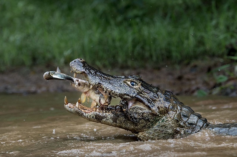 Лучшие из лучших: 10 потрясающих снимков, победивших в конкурсе от National Geographic. Лучшие из лучших: 10 потрясающих снимков, победивших в конкурсе от National Geographic.