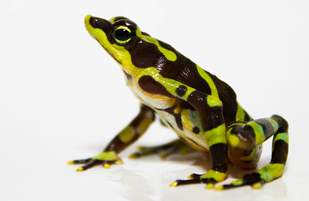 научились разводить в неволе редкую лягушечку-арлекина из Панамы Atelopus limosus, которой в природе угрожает исчезновение - от патогенного грибка