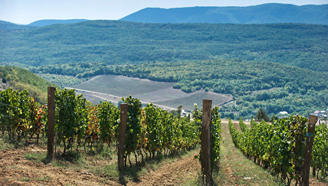 Виноградники винодельческого хозяйства UPPA Winery в селе Родное Балаклавского района Севастополя. Архивное фото Виноградники винодельческого хозяйства UPPA Winery в селе Родное Балаклавского района Севастополя. Архивное фото