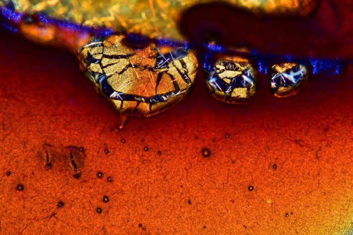 Снимки фотоконкурса «Nikon Small World 2016» (18 фото) Интересные микро снимки живой природы (18 фото)