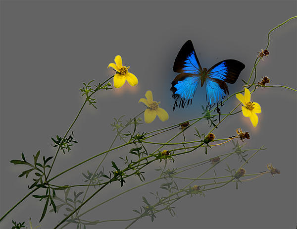 3238-peter-holme-iii (600x462, 132Kb)
