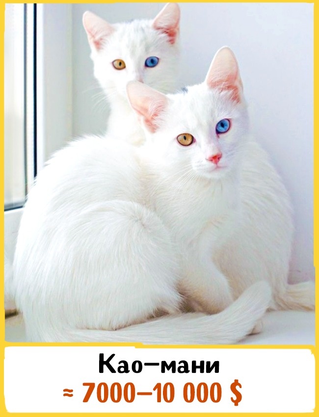 Самые дорогие породы домашних кошек Самые дорогие породы домашних кошек