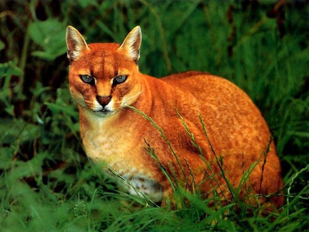 10 классных диких кошек, о которых мало кто знает