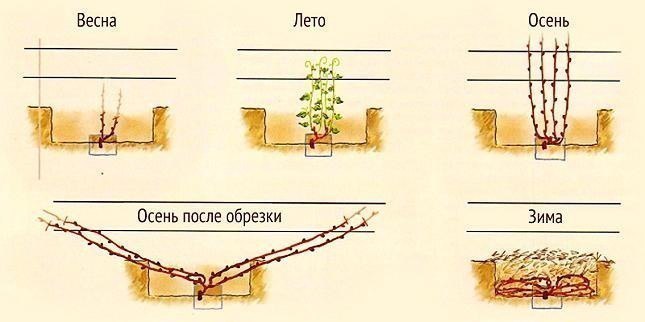 Формируем виноград