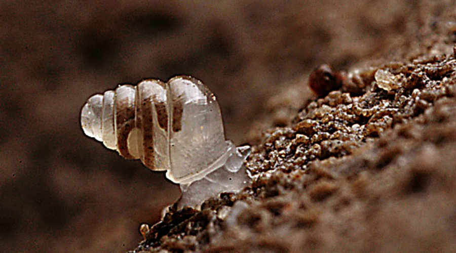 Панцирная земляная улитка Ученые практически случайно открыли этот необычный вид. Панцирная земляная улитка живет в пещерах западной Хорватии, примерно в 900 метрах под землей. Глаз у нее нет вовсе.