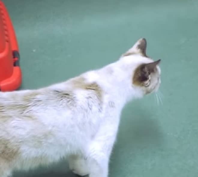 Кошка в приюте Кошка стоит