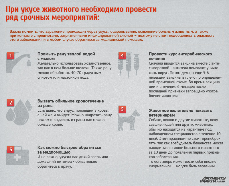 Как сделать человеку прививку от бешенства Как сделать человеку прививку от бешенства