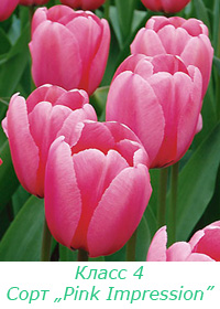 Класс 4. Дарвиновы гибриды