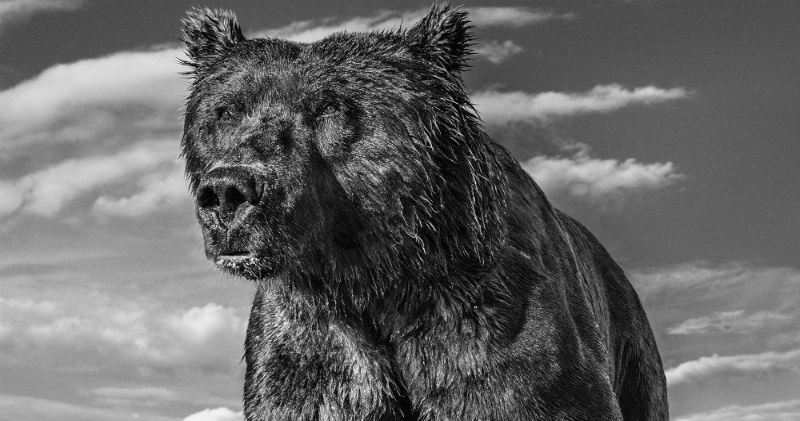 «Я гонялся за этим леопардом полтора часа»: история создания легендарных кадров лучшего фотографа дикой природы Дэвида Ярроу