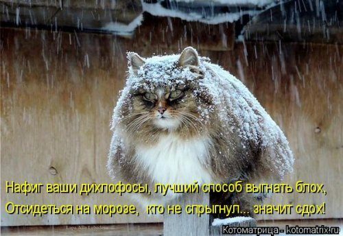 Уморительные котоматрицы для отличного настроения Уморительные котоматрицы для отличного настроения