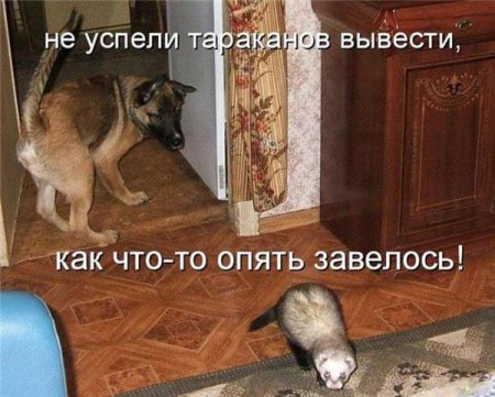 Смешные картинки о животных с подписями.