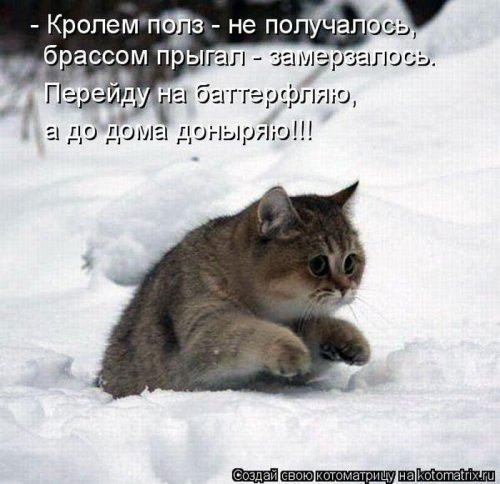 Лучшие котоматрицы недели, 25 фото