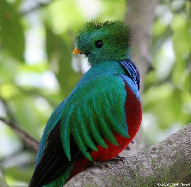    (. Pharomachrus mocinno) (. Resplendent Quetzal)